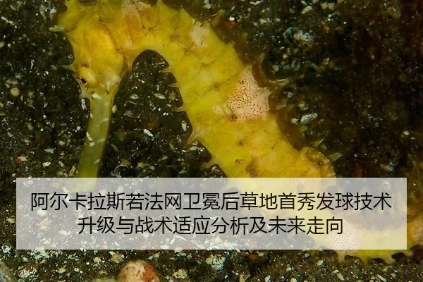 a-er-ka-la-si-ruo-fa-wang-wei-mian-hou-cao-di-shou-xiu-fa-qiu-ji-shu-sheng-ji-yu-zhan-shu-shi-ying-fen-xi-ji-wei-lai-2-130.jpg